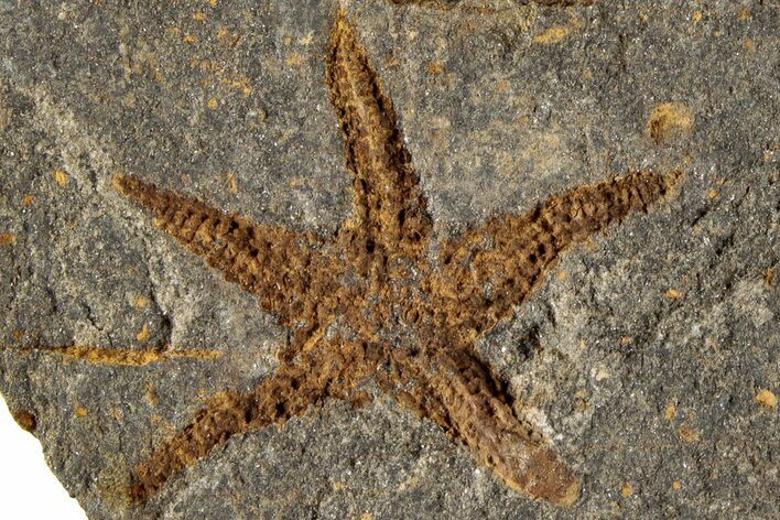 Ordovician Starfish (Petraster?) Fossil - Morocco #200178